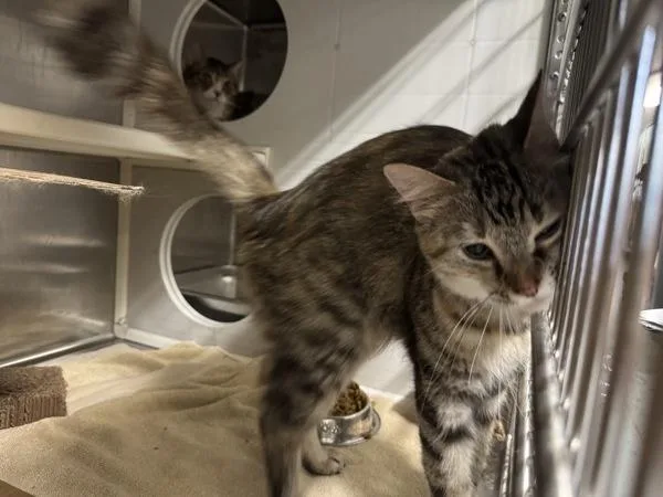 An adult small-sized female Domestic Short Hair cat named Tommy for adoption in Des Moines, IA