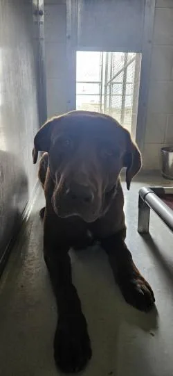 An adult large-sized male Labrador Retriever dog named Buster for adoption in Edgewood, NM