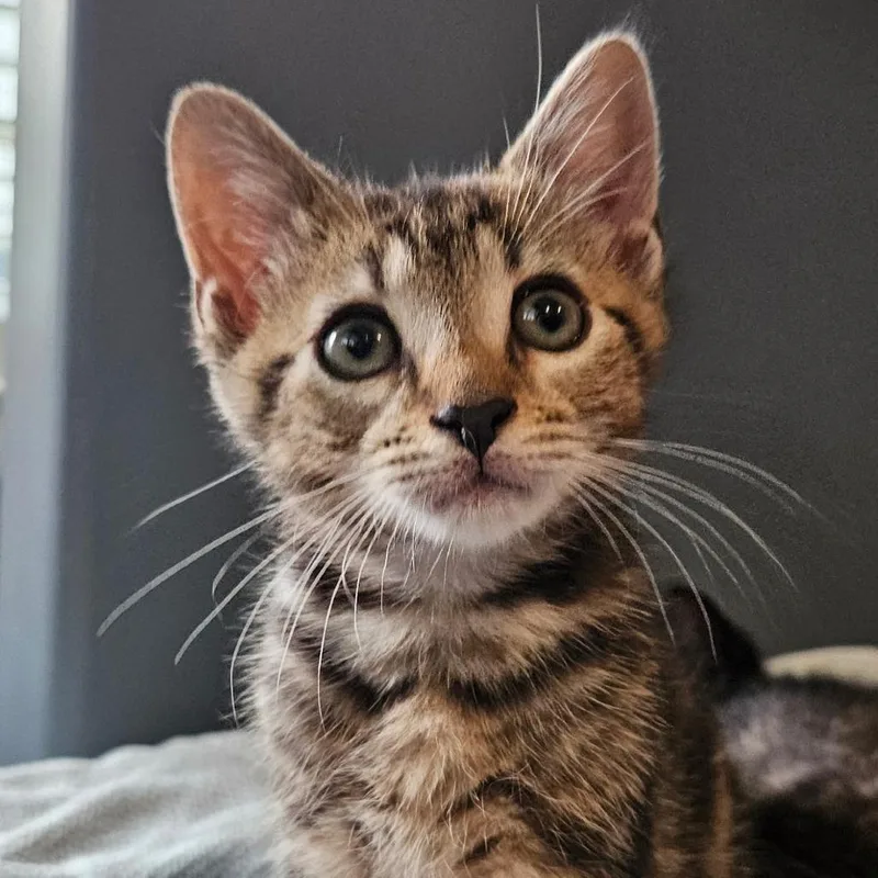 A baby small-sized male Brown / Chocolate Domestic Short Hair cat named Arithmetic for adoption in Newark, NJ