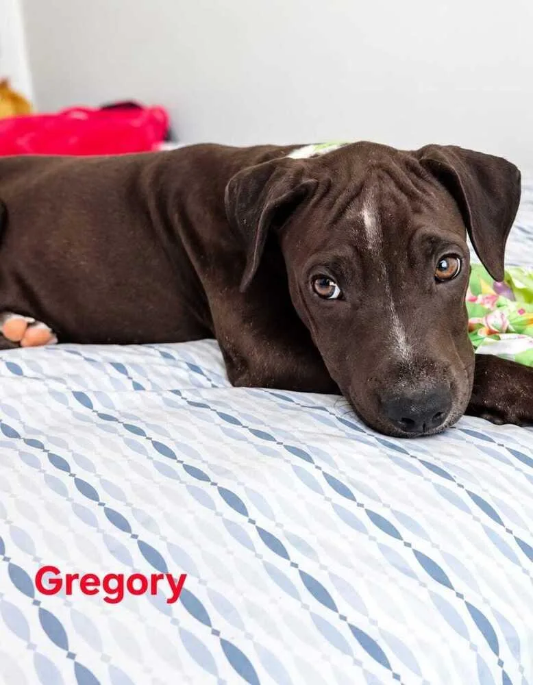 A baby medium-sized male Tricolor (Brown, Black, & White) Labrador Retriever dog named Gregory for adoption in Naranjito, PR