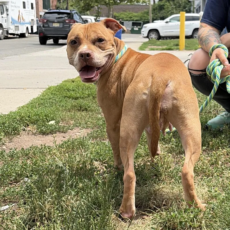 An adult medium-sized female Yellow / Tan / Blond / Fawn Pit Bull Terrier dog named Kiki for adoption in Newark, NJ