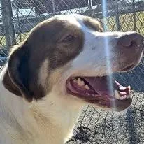 An adult medium-sized male Brown / Chocolate Mixed Breed dog named Cubone for adoption in Bentonville, AR