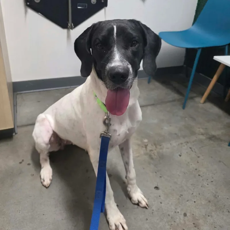 A young large-sized female Black Great Dane dog named Venus for adoption in Bullard, TX