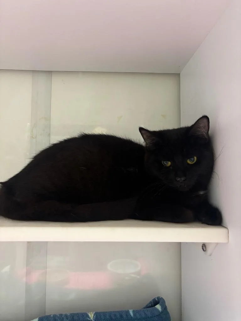 A young medium-sized female Domestic Short Hair cat named Ivy for adoption in Wabash, IN