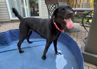 A young large-sized female Black Labrador Retriever dog named Lady for adoption in Indianapolis, IN