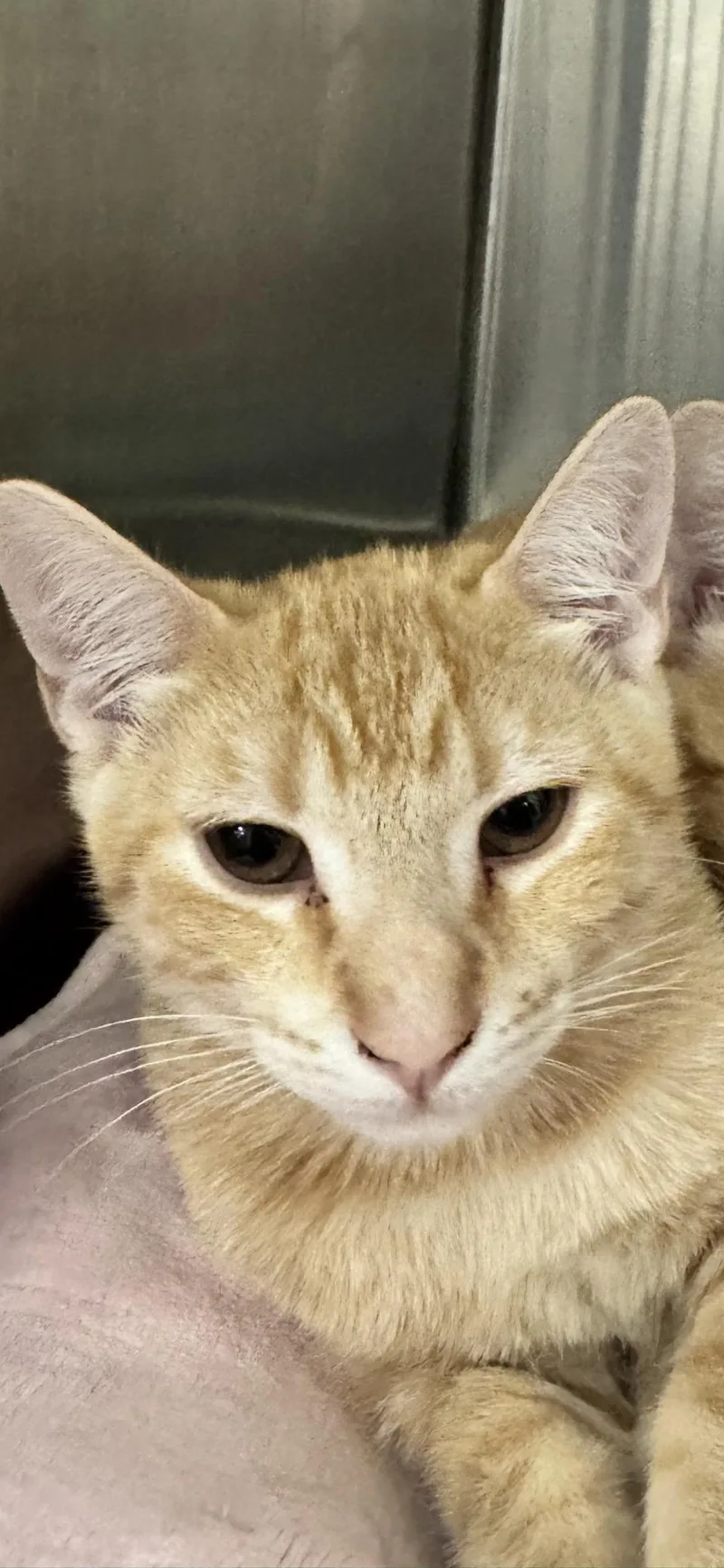 A young medium-sized male Orange / Red Domestic Short Hair cat named Beans for adoption in Scottsdale, AZ