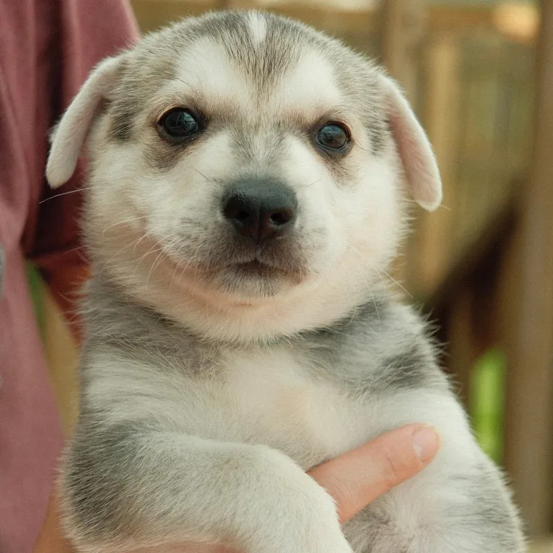 A baby small-sized male Gray / Blue / Silver Mixed Breed dog named Waldorf for adoption in Buffalo, MN