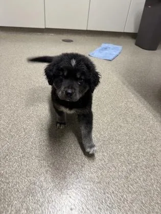 A baby small-sized male Golden Retriever dog named Rory for adoption in Pequot Lakes, MN