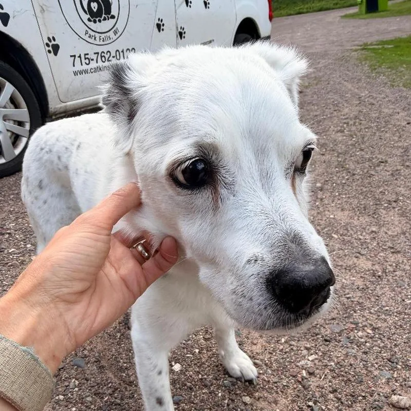 A senior medium-sized male White / Cream Mixed Breed dog named Sam for adoption in Park Falls, WI
