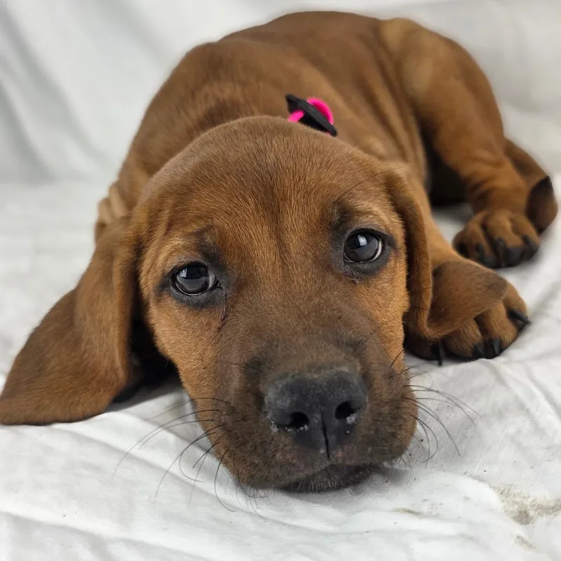 A baby small-sized female Black Mouth Cur dog named Dolly for adoption in Lufkin, TX