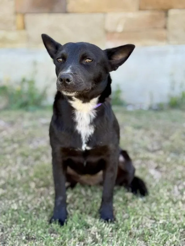An adult small-sized female Terrier dog named Birdie for adoption in Helotes, TX
