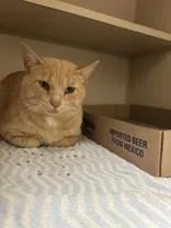 An adult medium-sized male Domestic Medium Hair cat named Crush for adoption in Steamboat Springs, CO