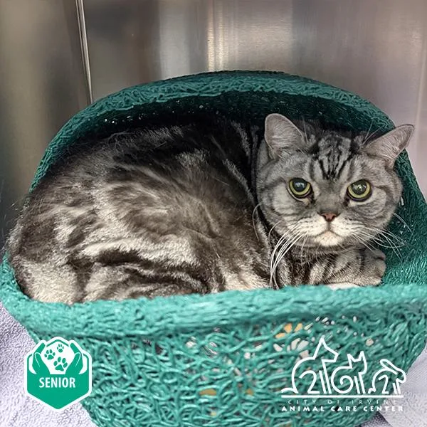 An adult small-sized male British Shorthair cat named Bear for adoption in Irvine, CA