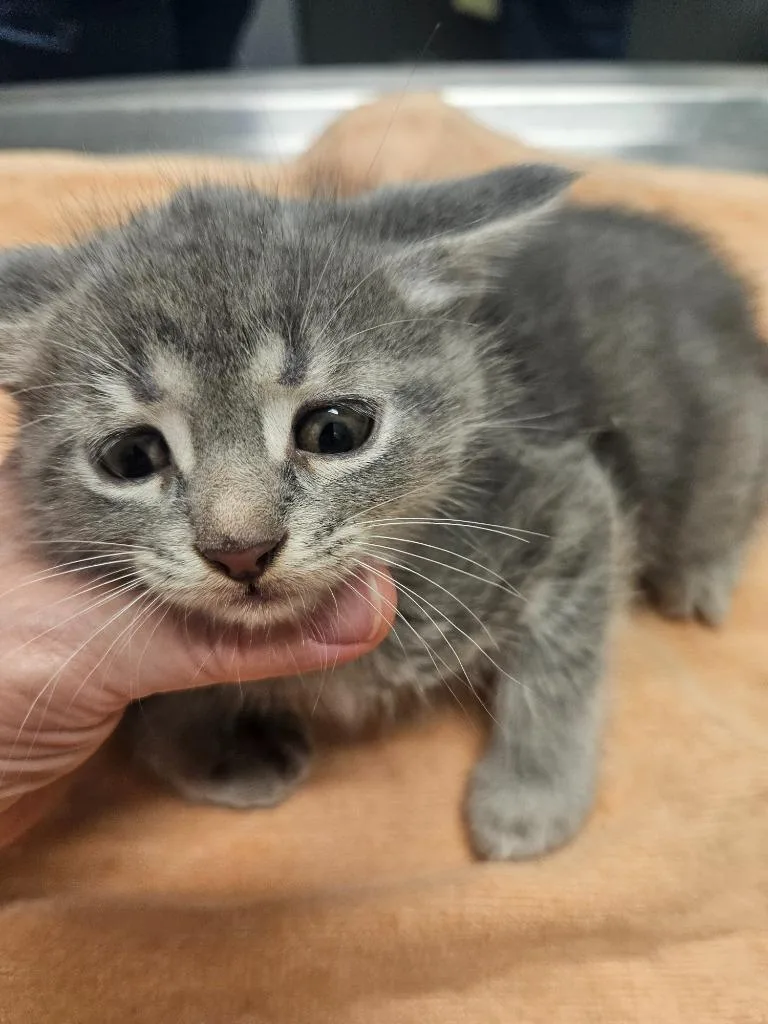 A baby medium-sized female Domestic Short Hair cat named Candy Fluff for adoption in Bloomington, IN