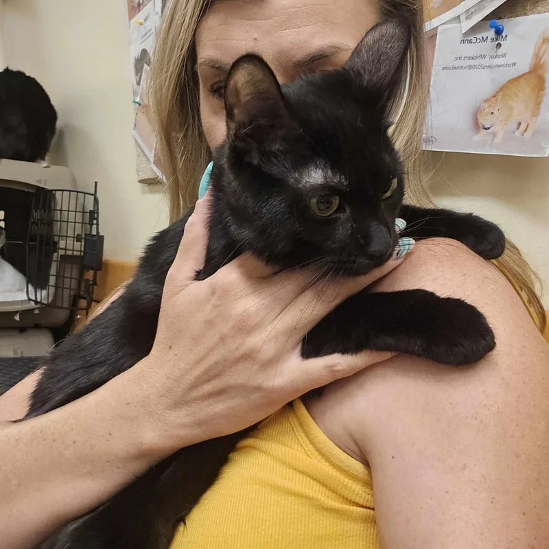 A young medium-sized female Black Bombay cat named Karen Wilson for adoption in HEMET, CA