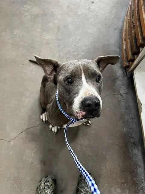 A senior large-sized female Mixed Breed dog named Sweety for adoption in Dallas, TX