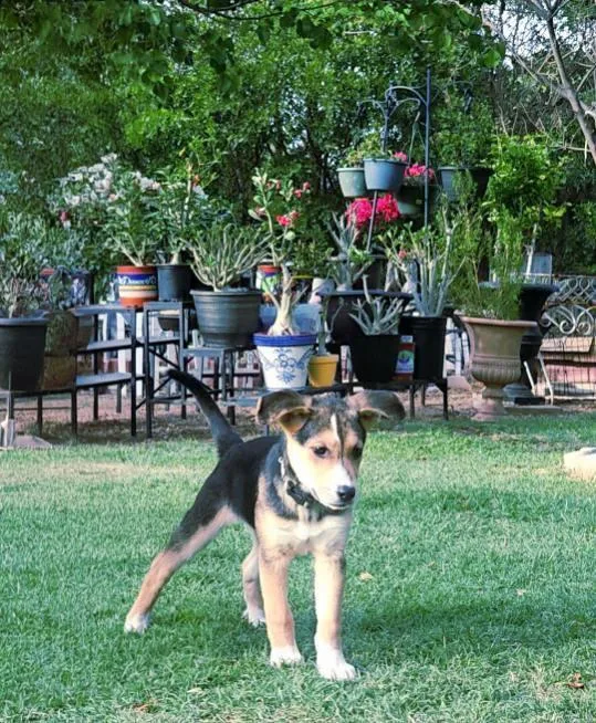 A baby medium-sized male Shepherd dog named Benny for adoption in Wolcott, CT