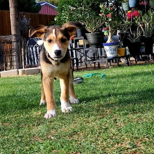 Benny thumbnail 2