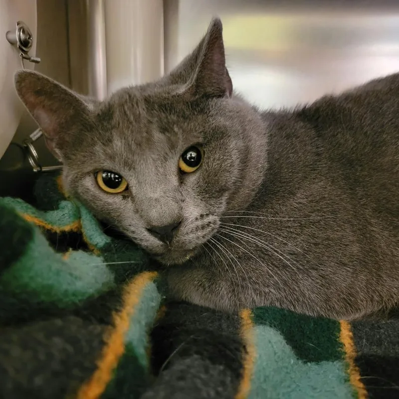 A young large-sized male Gray / Blue / Silver Domestic Short Hair cat named Wookie for adoption in Columbia, MO