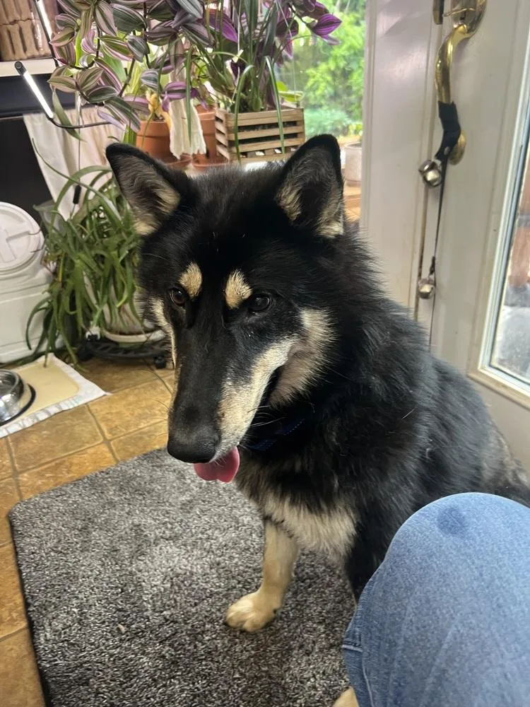 A young large-sized male Brown / Chocolate Collie dog named Lupine for adoption in Troy, VA