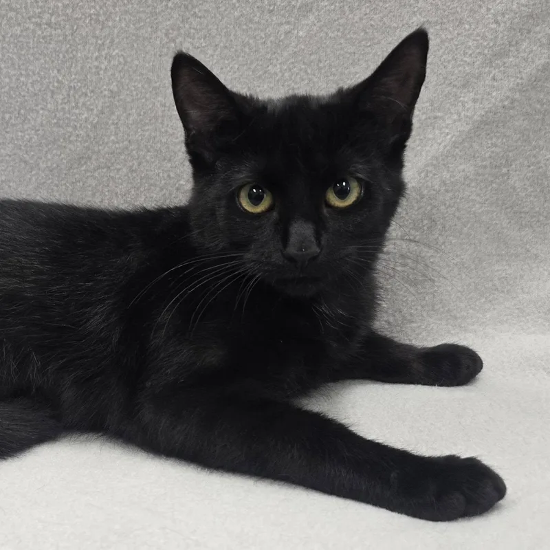 A baby medium-sized male Black Domestic Short Hair cat named Joel for adoption in Frankfort, IN