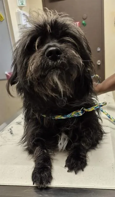 A young small-sized male Scottish Terrier dog named Watson for adoption in Lodi, CA