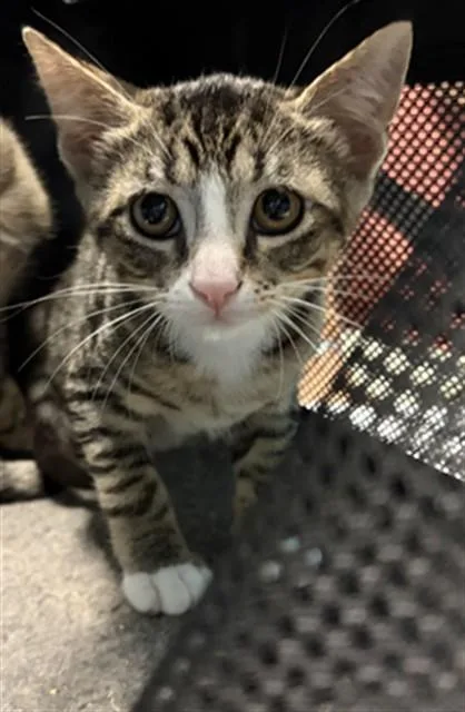 A baby medium-sized male Domestic Short Hair cat named Oak for adoption in Houston, TX