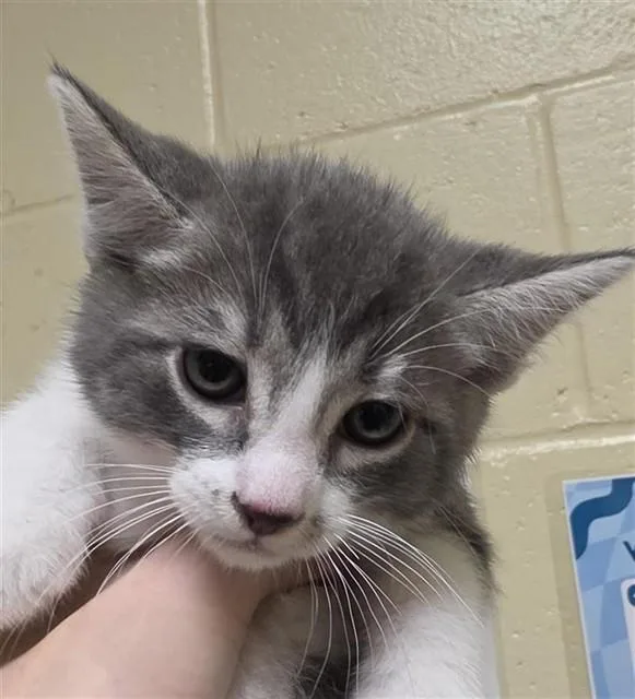A baby small-sized male Domestic Short Hair cat named A for adoption in Sacramento, CA