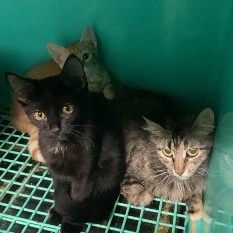 A baby small-sized female Black Domestic Short Hair cat named Saturn for adoption in Madill, OK