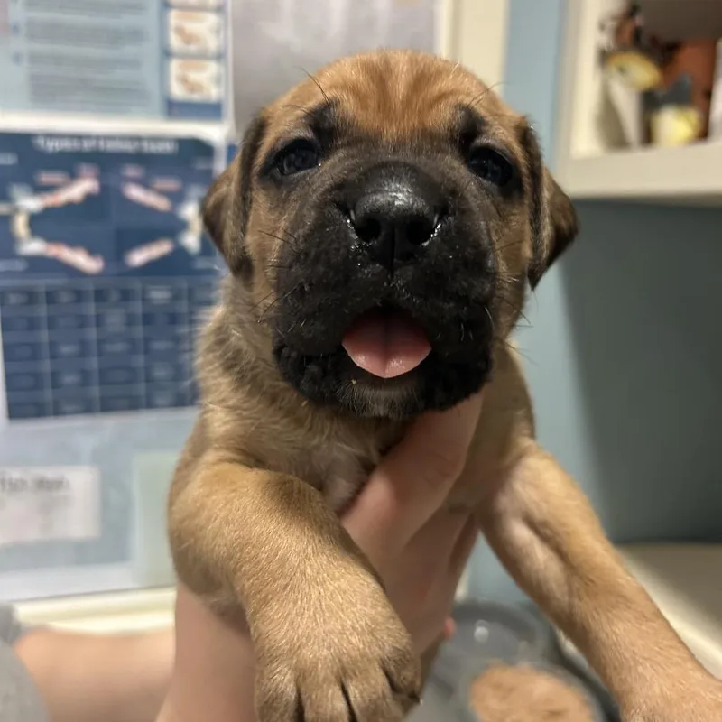 A baby small-sized male Brown / Chocolate Mixed Breed dog named Sequoia for adoption in Chattanooga, TN