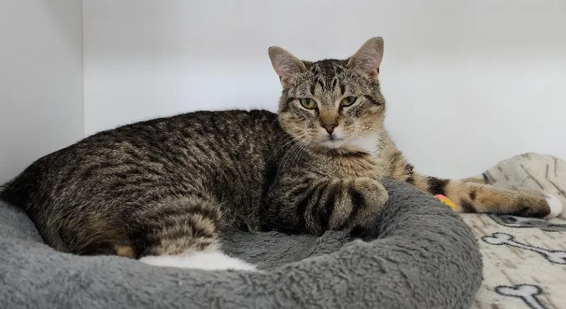 A young medium-sized male Tabby (Gray / Blue / Silver) Domestic Short Hair cat named Alfie for adoption in Neillsville, WI