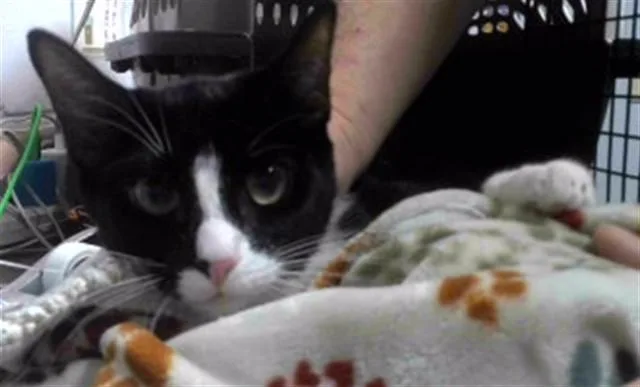 A young medium-sized female Domestic Short Hair cat named Daisy for adoption in Tallahassee, FL