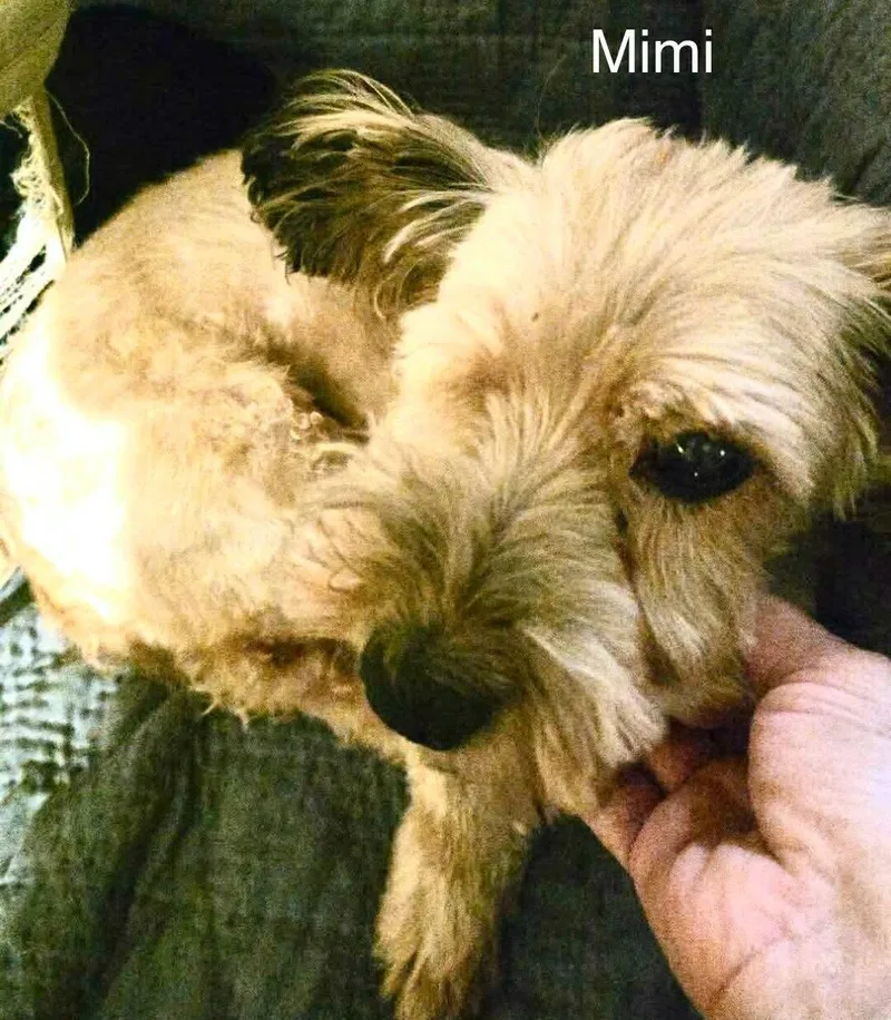 An adult small-sized female Maltese dog named Mimi for adoption in Windsor, CO