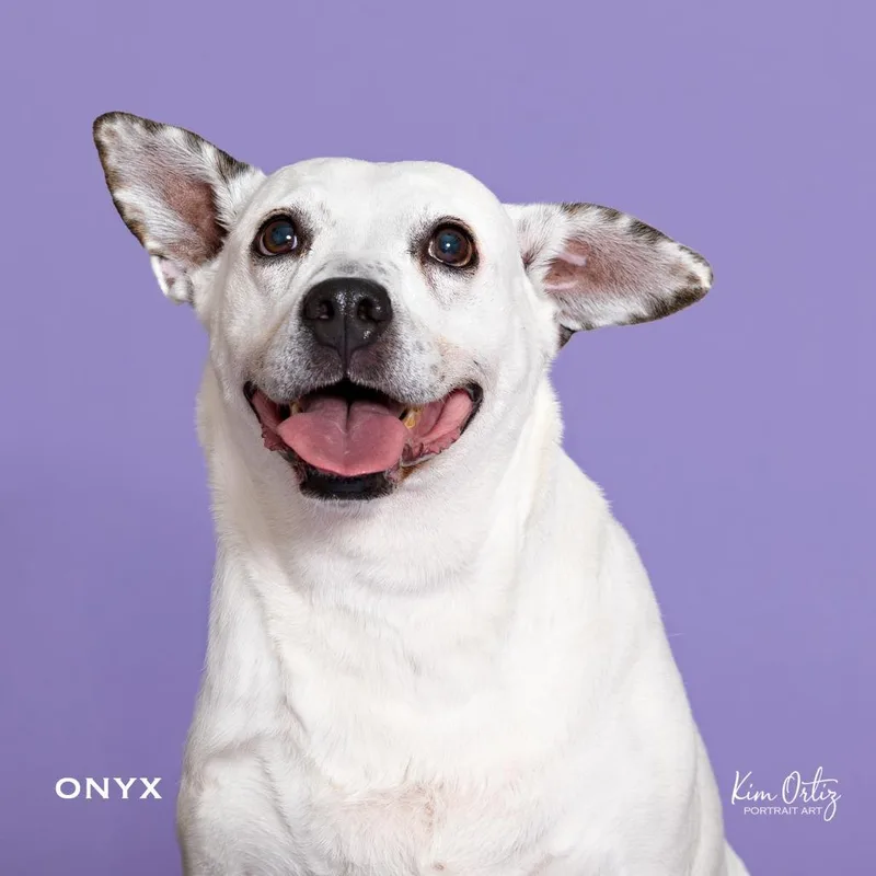An adult medium-sized female White / Cream Australian Cattle Dog / Blue Heeler dog named Onyx for adoption in Kyle, TX