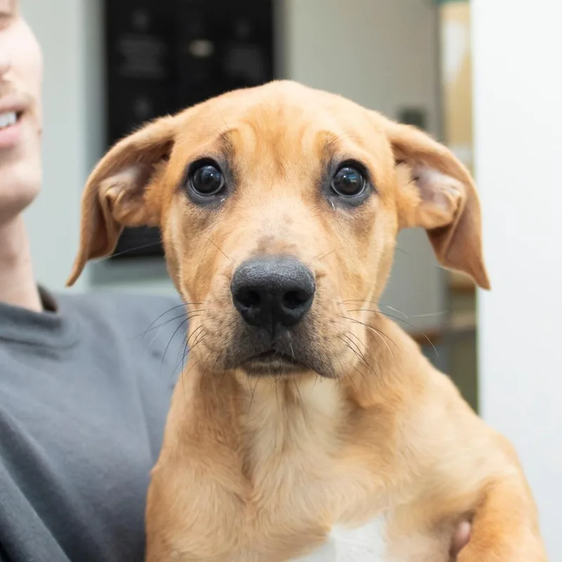 A baby medium-sized female Yellow / Tan / Blond / Fawn Mixed Breed dog named Fajita for adoption in Middletown, RI