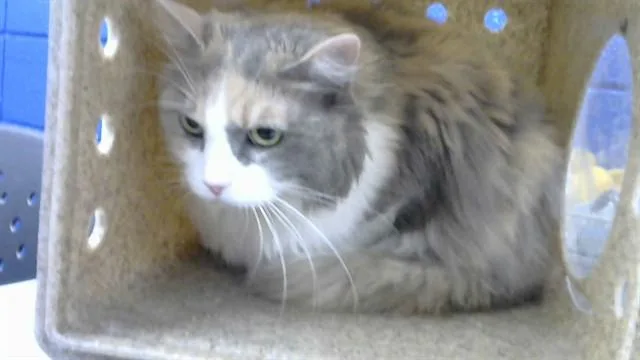 Nova