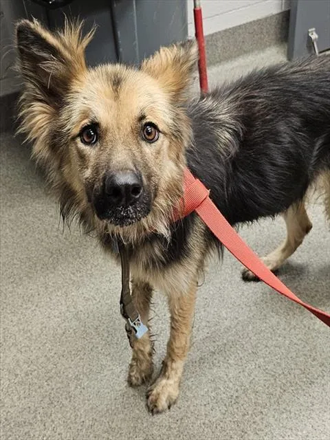 A young medium-sized female German Shepherd Dog dog named Sadie for adoption in Huntsville, AL