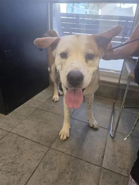 An adult large-sized male Australian Cattle Dog / Blue Heeler dog named Buzz for adoption in San Antonio, TX