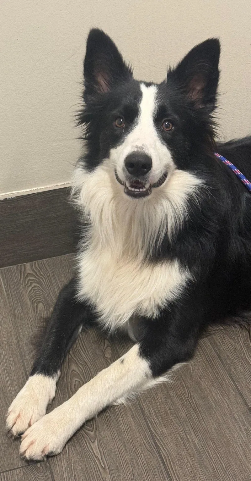 A young medium-sized male Border Collie dog named Dash for adoption in Valrico, FL