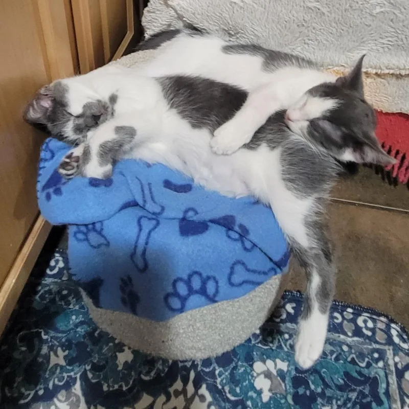 A young small-sized female Gray / Blue / Silver Domestic Short Hair cat named Manchita for adoption in Los Angeles, CA