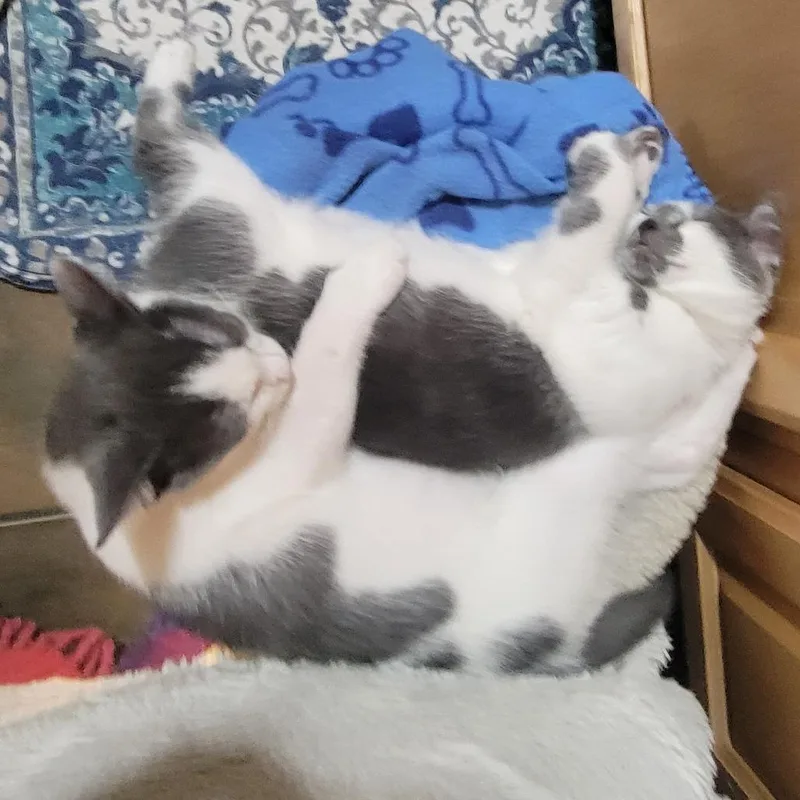Manchita thumbnail 4