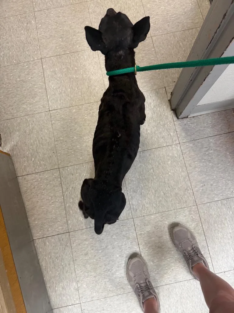 An adult medium-sized female Pit Bull Terrier dog named Crinkle Cut for adoption in Sorrento, LA