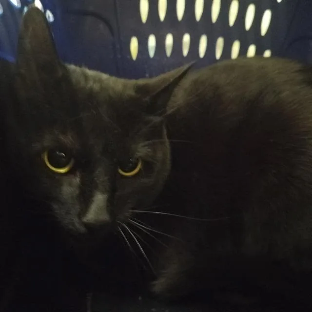 A young medium-sized male Domestic Short Hair cat named Kujo for adoption in Pueblo, CO
