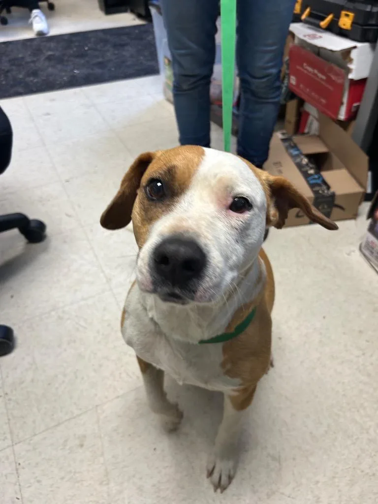 An adult medium-sized female Mixed Breed dog named Blanche for adoption in Mount Gilead, NC