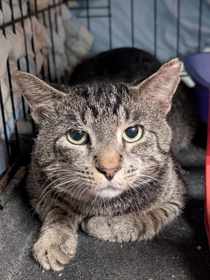 An adult medium-sized male Tabby (Gray / Blue / Silver) Domestic Short Hair cat named Evan for adoption in Tilton, IL