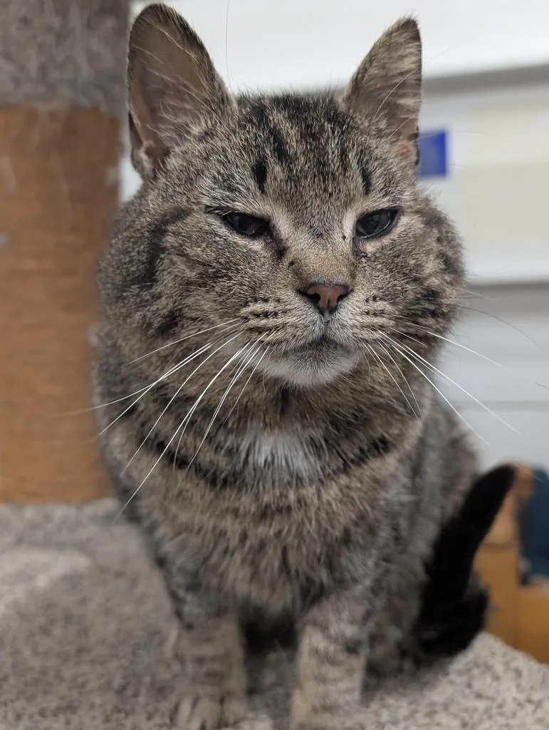 An adult medium-sized male Domestic Short Hair cat named Marsh for adoption in Defiance, OH