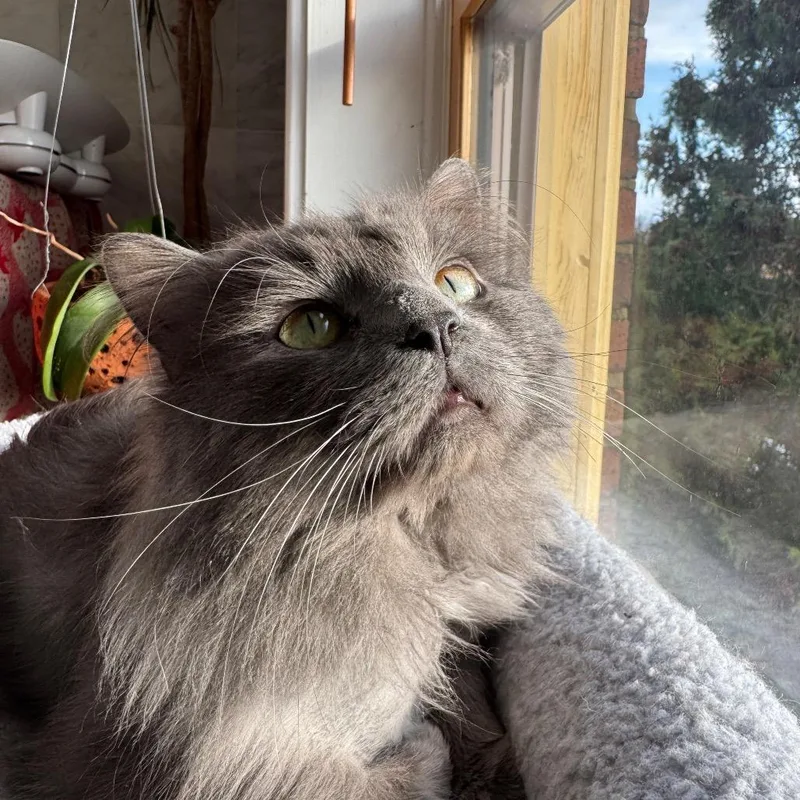 Jeffrey Jowls thumbnail 2