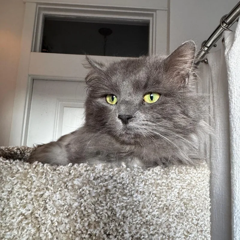 Jeffrey Jowls thumbnail 3