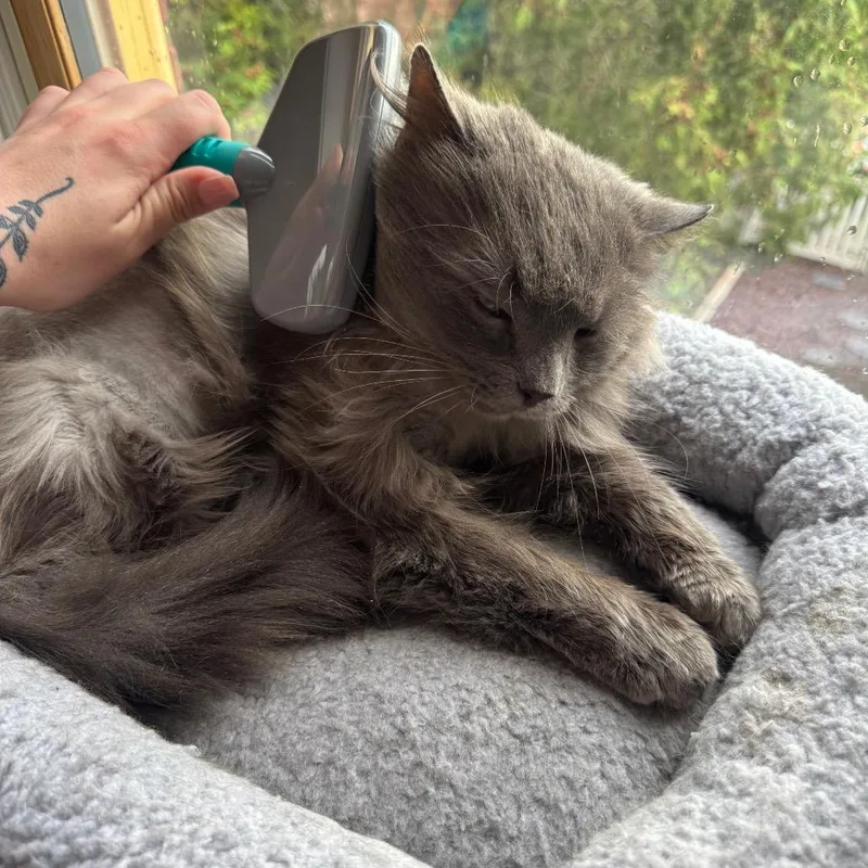 Jeffrey Jowls thumbnail 5