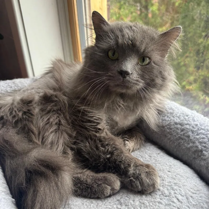 Jeffrey Jowls thumbnail 6